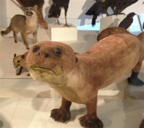 Bad taxidermy - See the worst examples of taxidermy, where dead animals are poorly recreated with sawdust and thread. From angry lions to owls with Liberace hair, these stuffed corpses are hilarious and horrifying at the same time.